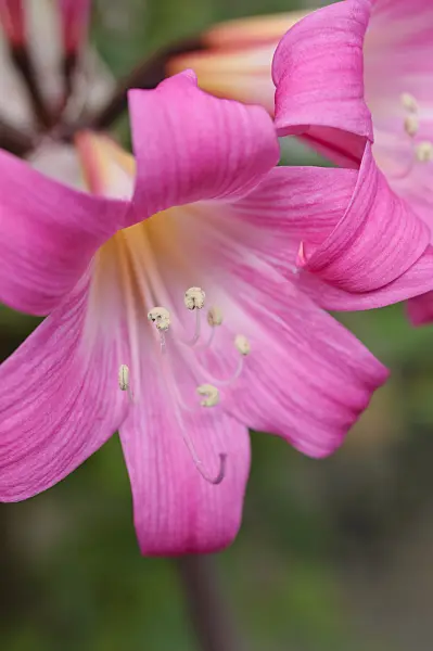 488025 - Belladonna lily (Amaryllis belladonna)