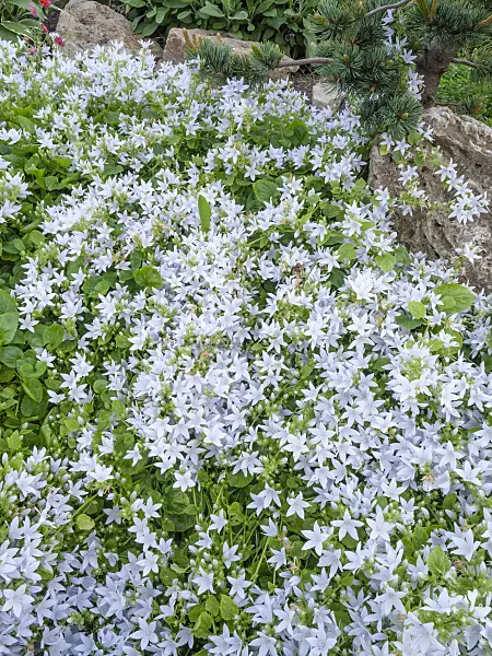 449006 - Bellflower (Campanula)