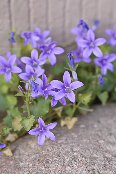 472259 - Bellflower (Campanula) between boulders in front of a wall
