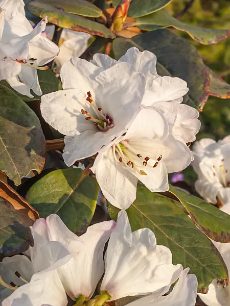 412019 - Bellflower rhododendron (Rhododendron campanulatum)
