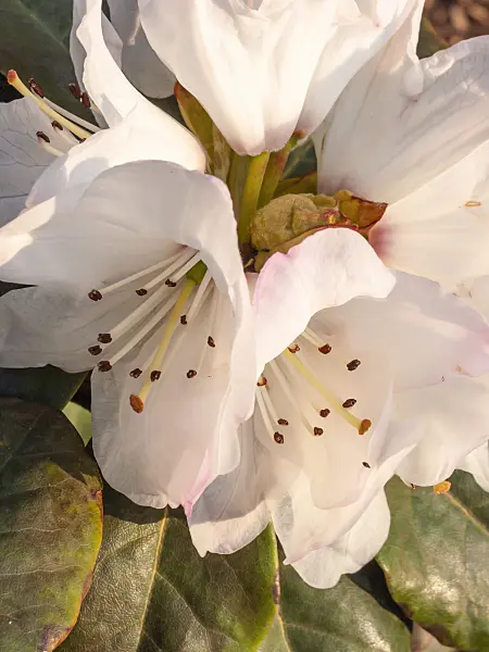 412020 - Bellflower rhododendron (Rhododendron campanulatum)