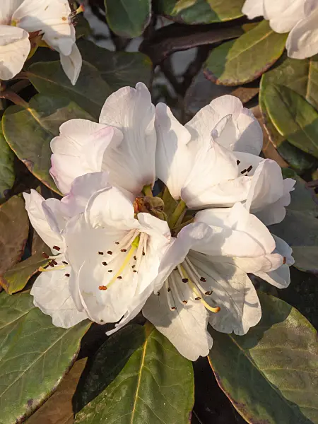 412021 - Bellflower rhododendron (Rhododendron campanulatum)