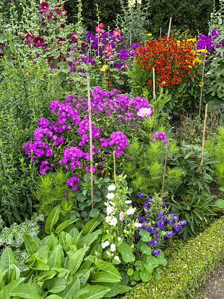 462143 - Bellflowers (Campanula), phlox (Phlox), sneezeweeds (Helenium) and hollyhocks (Alcea)