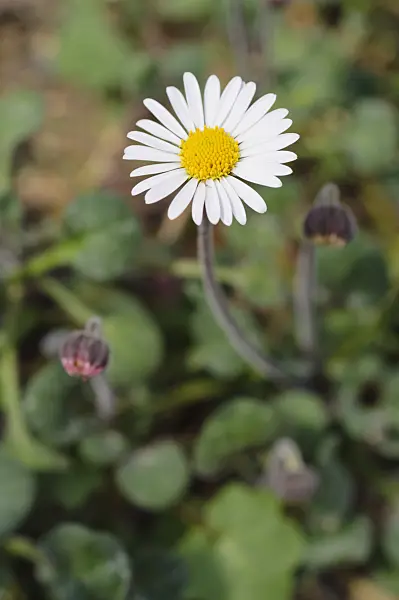 471276 - Bellium crassifolium