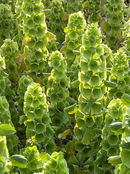 403075 - Bells of Ireland (Moluccella laevis)