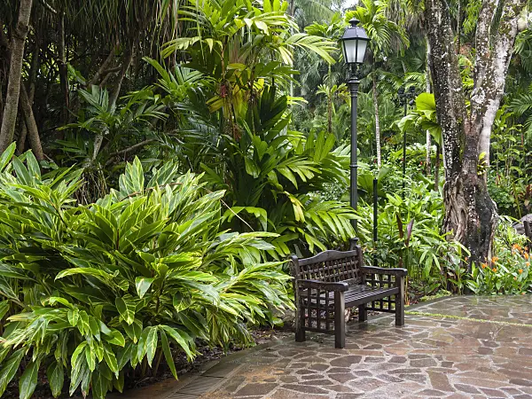 411007 - Bench and lantern in a tropical garden with foliage plants