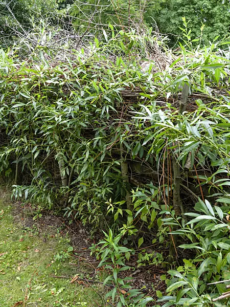 463043 - Benjes hedge