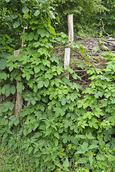 472432 - Benjes hedge