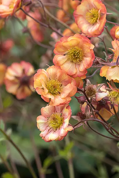 675038 - Benoîte orangée (Geum coccineum 'Nonna')