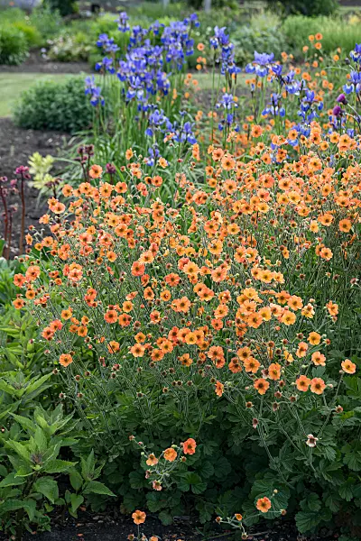 664152 - Benoîte orangée (Geum coccineum 'Totally Tangerine')