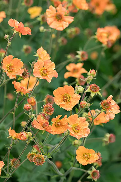 664153 - Benoîte orangée (Geum coccineum 'Totally Tangerine')