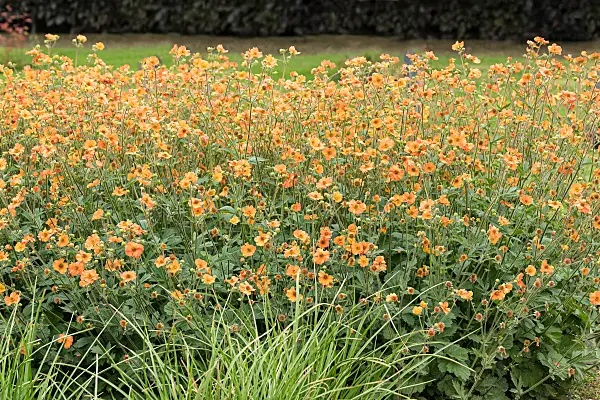 664154 - Benoîte orangée (Geum coccineum 'Totally Tangerine')