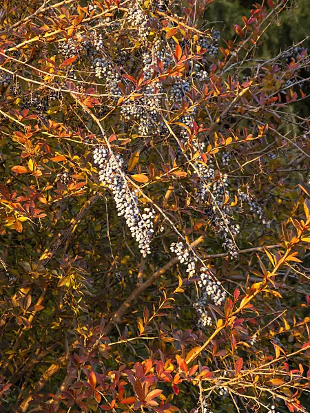 432010 - Berbéris (Berberis aristata)