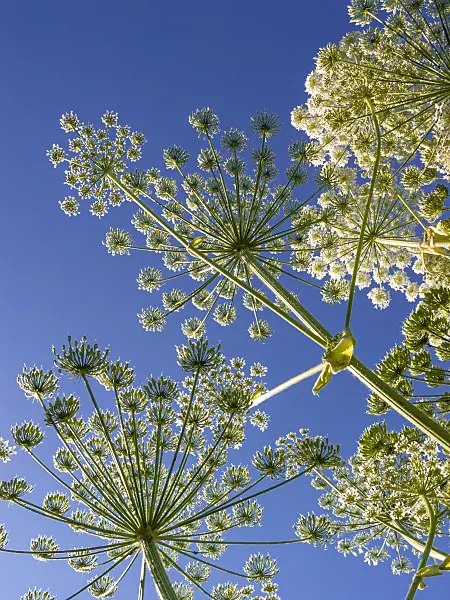 414188 - Berce géante du Caucase (Heracleum mantegazzianum)