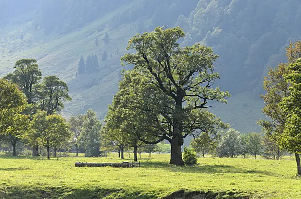 536092 - Bergahorn (Acer pseudoplatanus), Enger Tal, Alpenpark Karwendel, Österreich