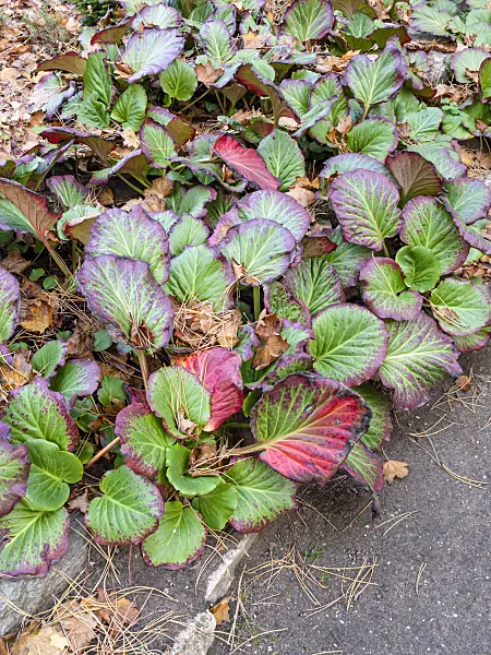 465227 - Bergenia