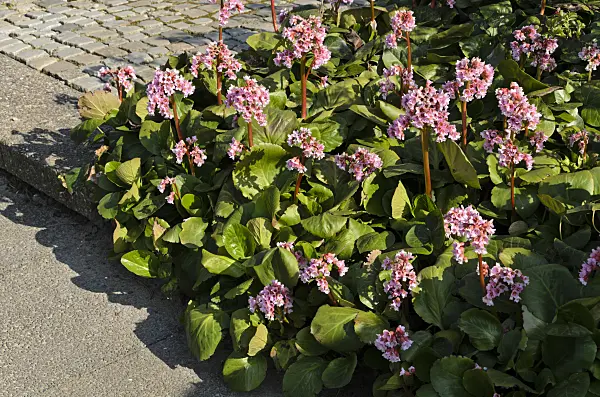 495197 - Bergenia