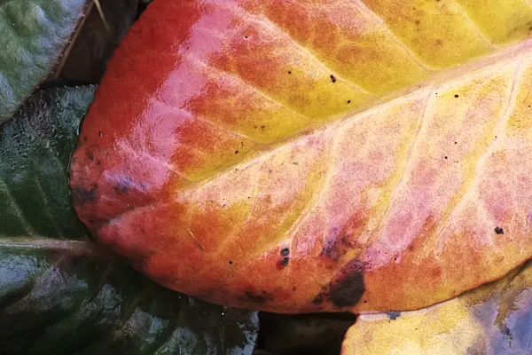 371023 - Bergenia purpurascens