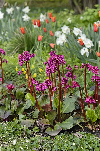 543069 - Bergenia, tulips (Tulipa) and daffodils (Narcissus)