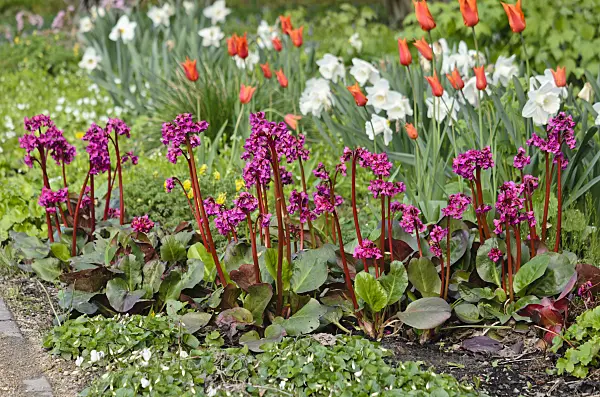 543070 - Bergenia, tulips (Tulipa) and daffodils (Narcissus)