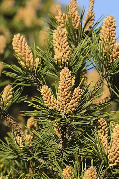 496049 - Bergkiefer (Pinus mugo)