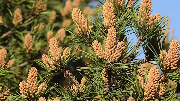 496052 - Bergkiefer (Pinus mugo)