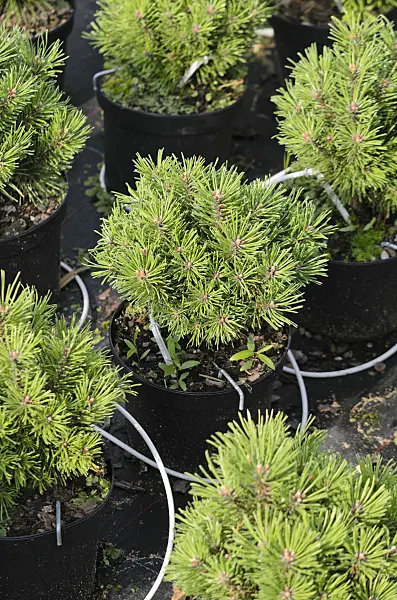 523164 - Bergkiefer (Pinus mugo 'Allgäu')