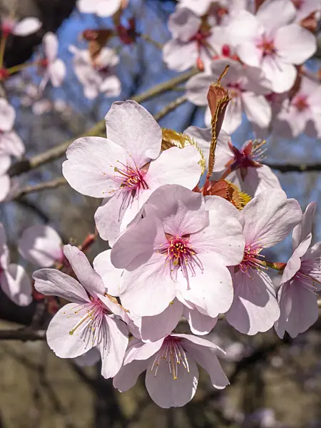 448005 - Bergkirsche (Prunus sargentii)