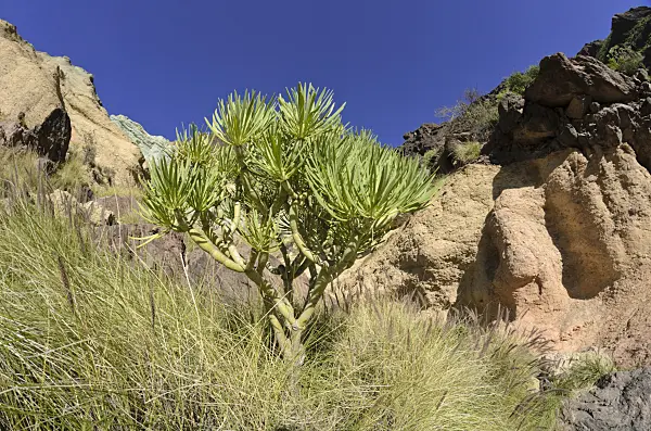 564083 - Berglandschaft, Gran Canaria, Spanien