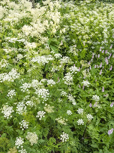 414047 - Berglaserkraut (Laserpitium siler)