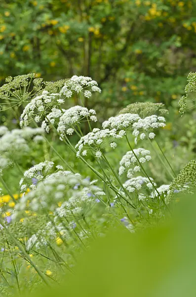 508525 - Berglaserkraut (Laserpitium siler)