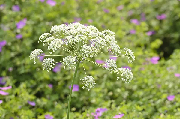 508527 - Berglaserkraut (Laserpitium siler)