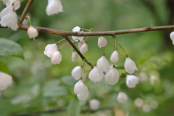 490062 - Bergschneeglöckchenbaum (Halesia monticola 'Rosea')