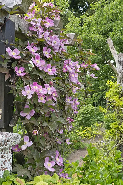 544169 - Bergwaldrebe (Clematis montana)