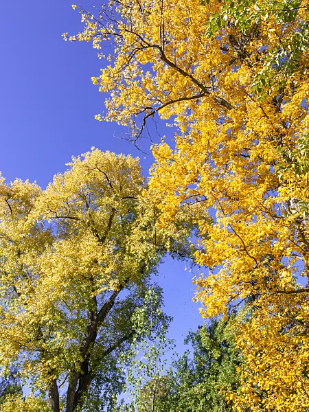465139 - Berlin poplar (Populus x berolinensis) and Canadian poplar (Populus x canadensis)