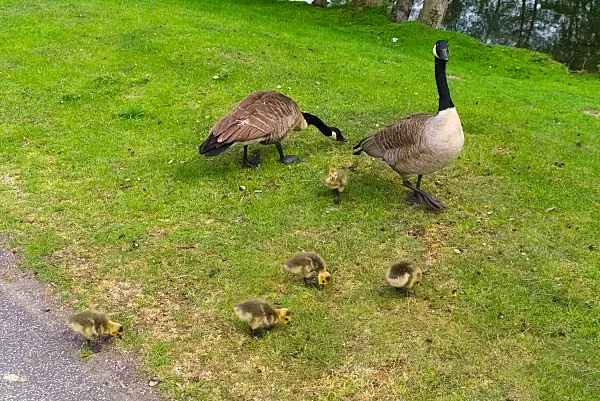 670030 - Bernaches du Canada (Branta canadensis)