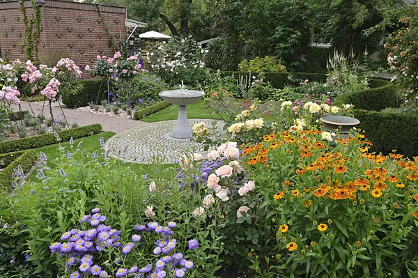 474069 - Berufkraut (Erigeron), Rose (Rosa) und Sonnenbraut (Helenium) in einem Rosengarten