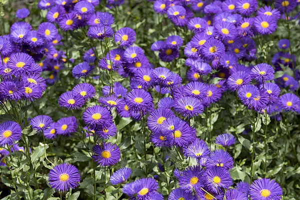 638095 - Berufkraut (Erigeron speciosus 'Dominator')
