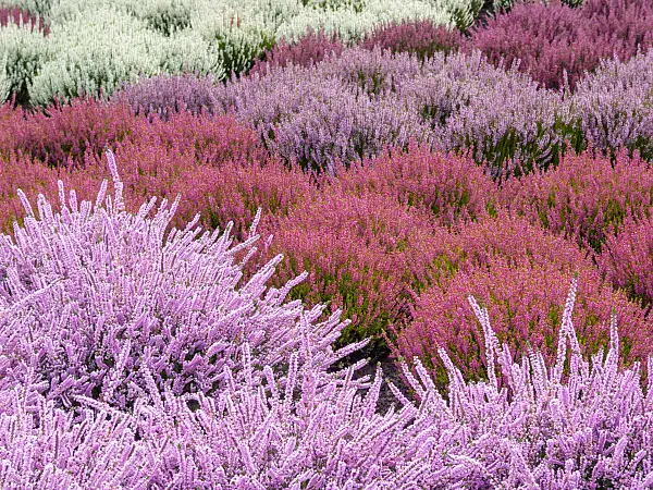 418013 - Besenheide (Calluna vulgaris)
