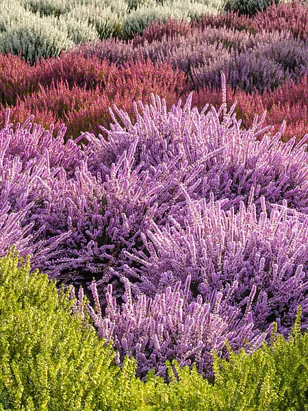 418017 - Besenheide (Calluna vulgaris)