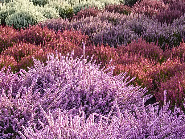 418018 - Besenheide (Calluna vulgaris)
