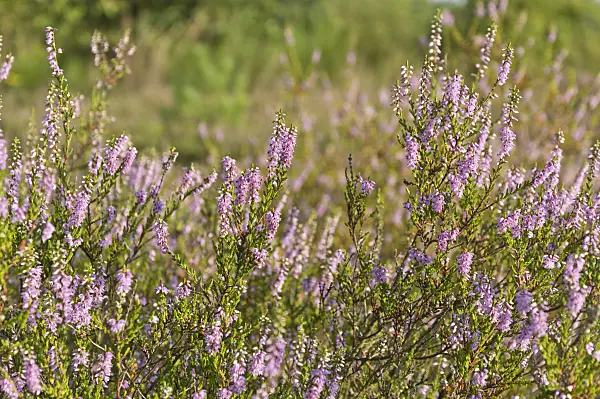 511051 - Besenheide (Calluna vulgaris)