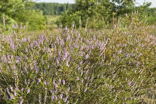 511052 - Besenheide (Calluna vulgaris)