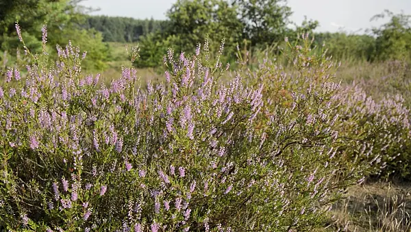 511056 - Besenheide (Calluna vulgaris)