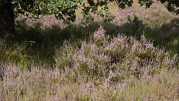 511289 - Besenheide (Calluna vulgaris)
