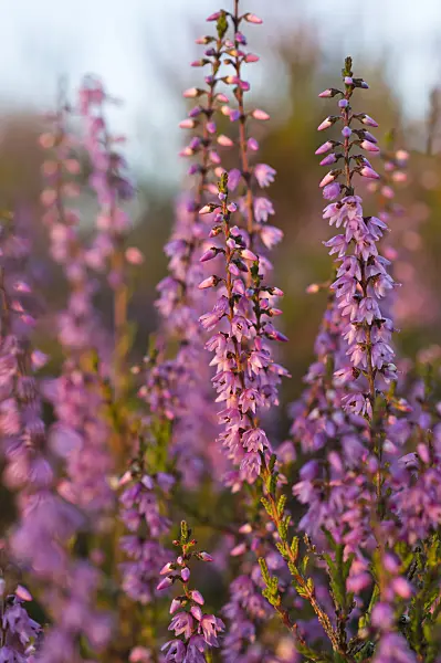 511344 - Besenheide (Calluna vulgaris)
