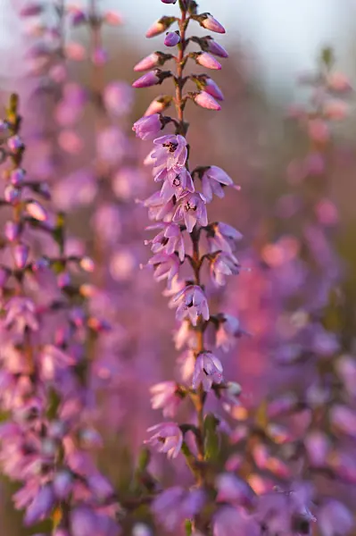 511345 - Besenheide (Calluna vulgaris)