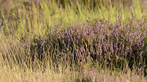 511347 - Besenheide (Calluna vulgaris)