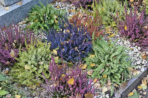 525216 - Besenheide (Calluna vulgaris)