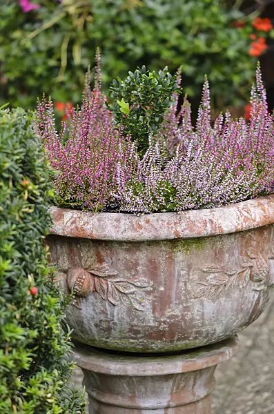 524186 - Besenheide (Calluna vulgaris) in einem Blumenkübel